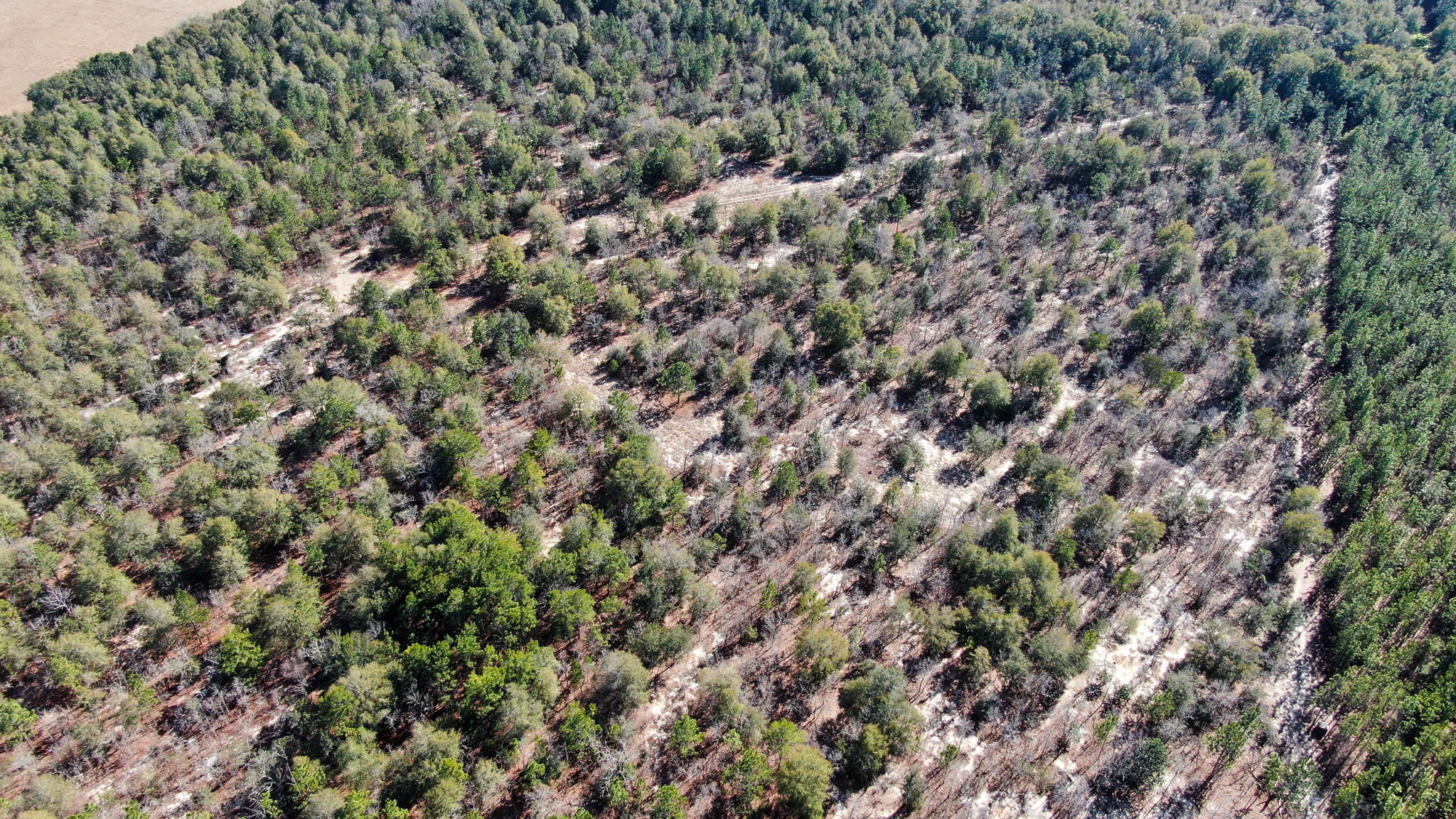 80-acres Hub Presley Road Laurel Hill, FL 32567 - Photo 9 of 18 a view of a field