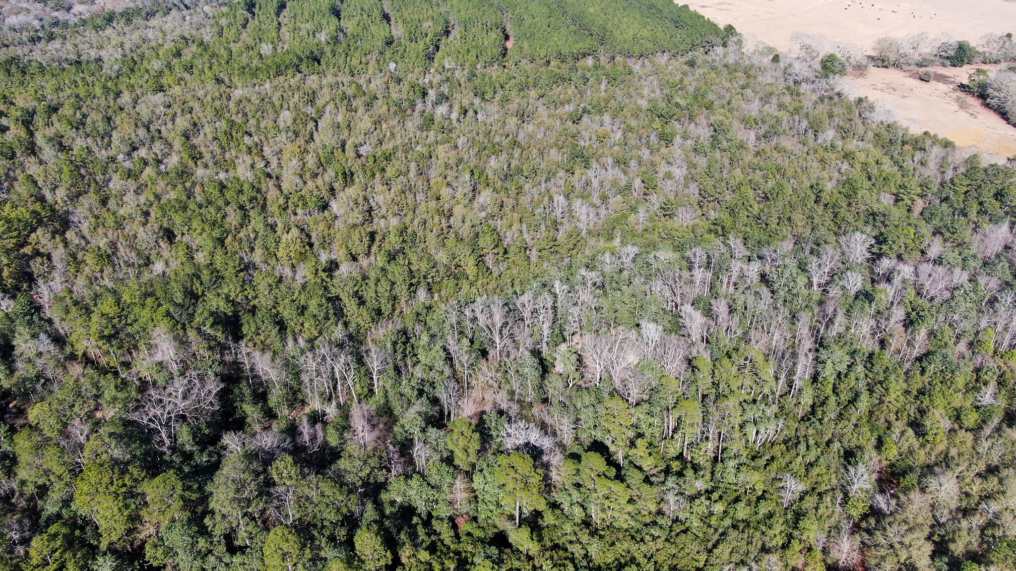 80-acres Hub Presley Road Laurel Hill, FL 32567 - Photo 10 of 18
