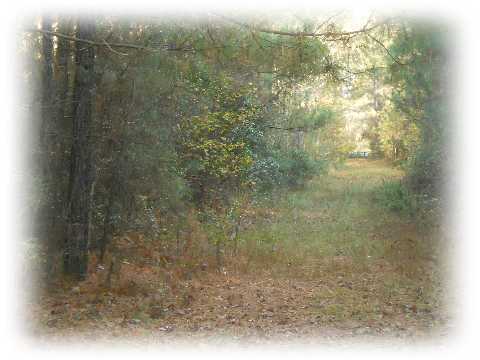 1365 Jedburg Road Summerville, SC 29486 - Photo 4 of 4 Additional Photo
