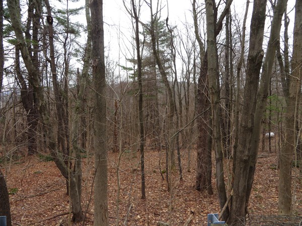 0 Old State Road Erving, MA 01344 - Photo 1 of 2 Gallery Image 1