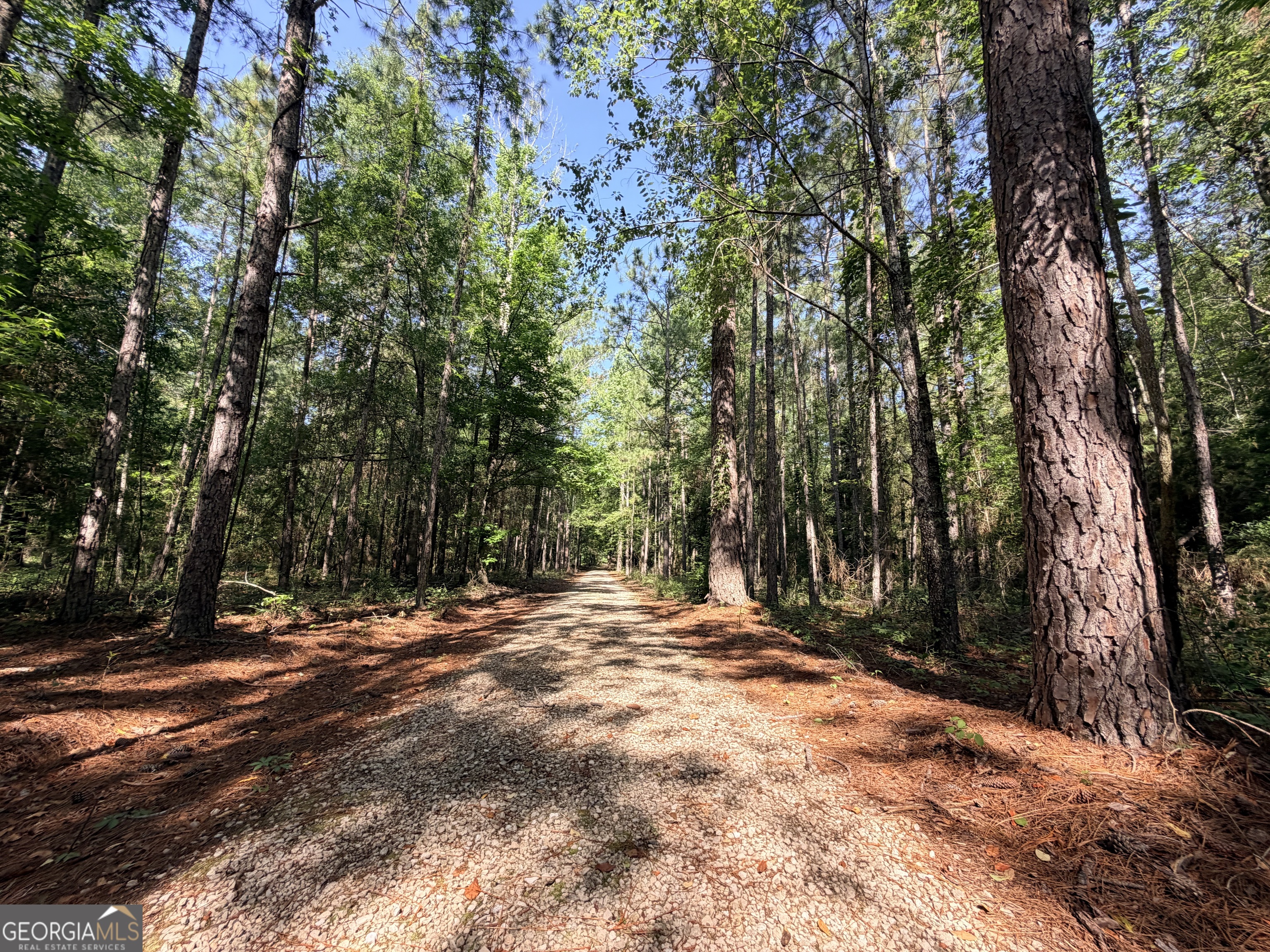 3349 East River Road Bainbridge, GA 39817 - Photo 15 of 18 a view of outdoor space with trees