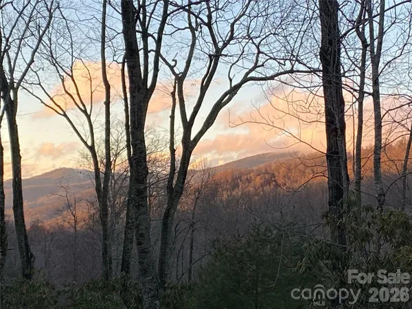 a view of a forest filled with trees