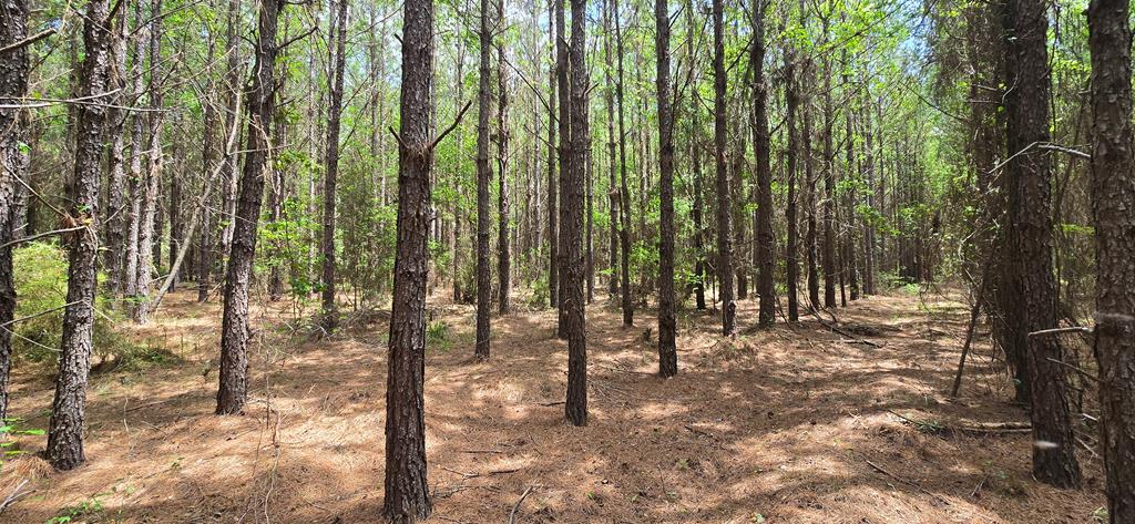 10 Mt Zion Road Gordon, AL 36343 - Photo 26 of 28