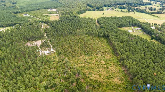 a close up of a plant in a garden