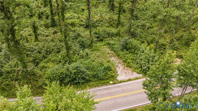 a view of a yard with plants and large trees
