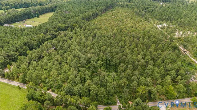 a view of a yard with plants and large trees