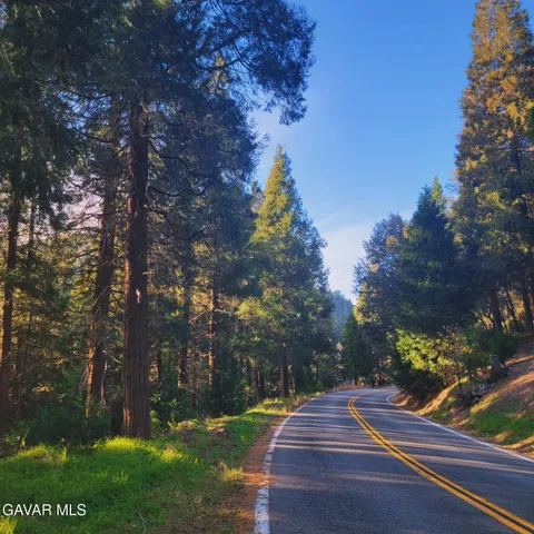 a view of a yard with flower plants and tree in the background