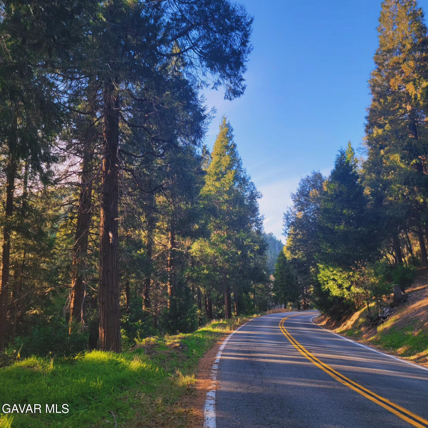 528 Mojave River Road Crestline, CA 92322 - Photo 3 of 10 a view of a yard with flower plants and tree in the background