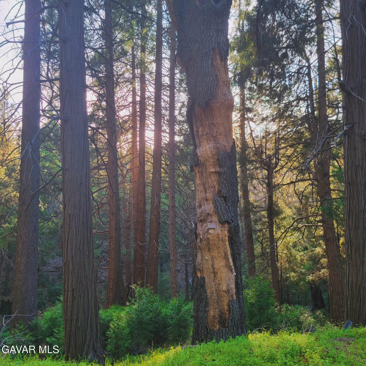 528 Mojave River Road Crestline, CA 92322 - Photo 5 of 10 a backyard of a house with lots of green space