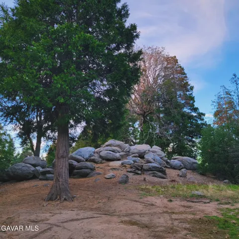 a view of a yard with a tree