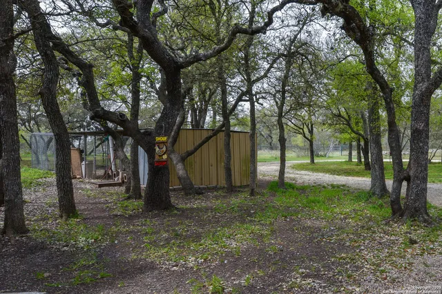 a view of a tree in the middle of a park