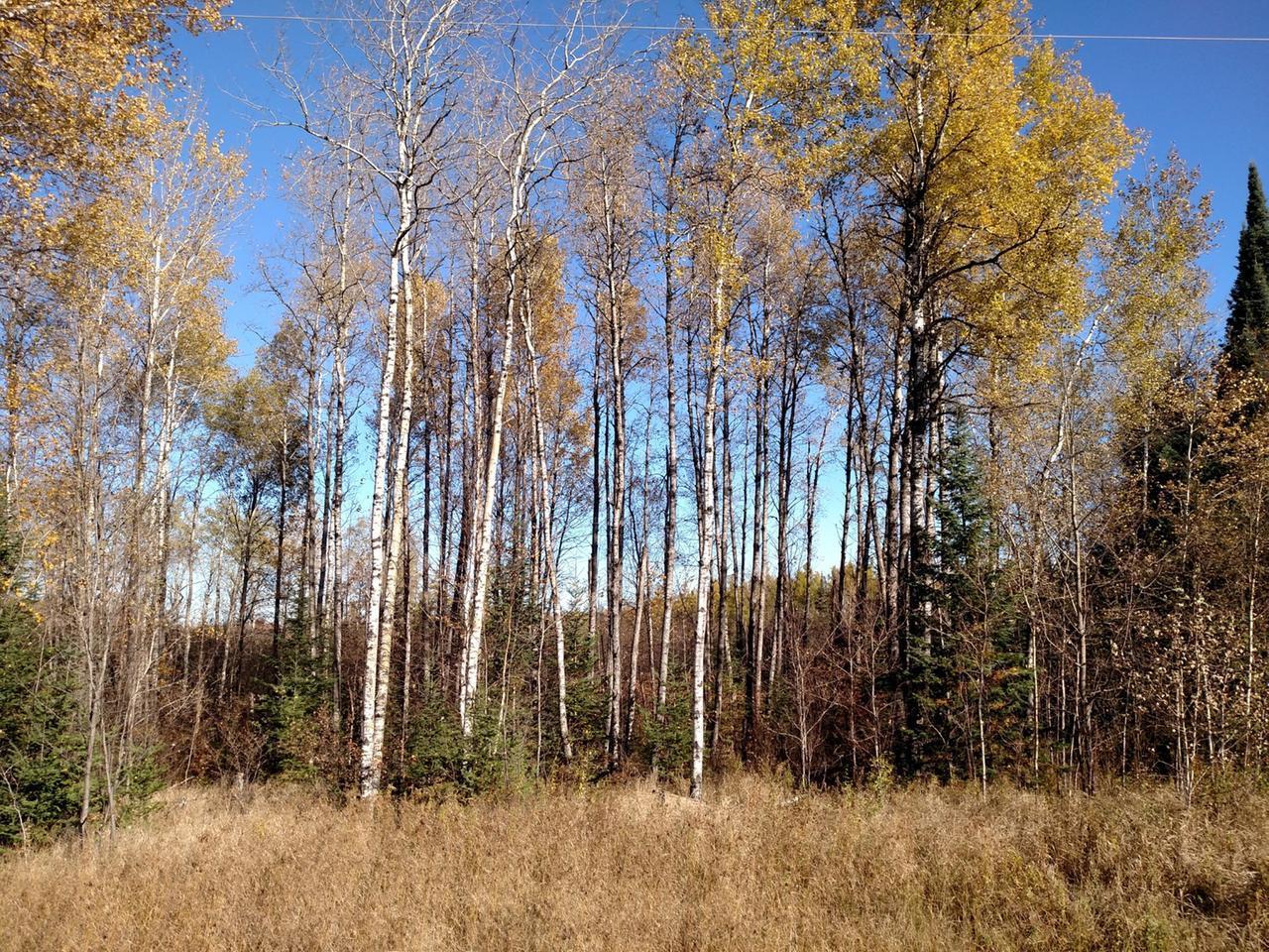 W10094 County Road South Phillips, WI 54555 - Photo 2 of 18 Gallery Image 2