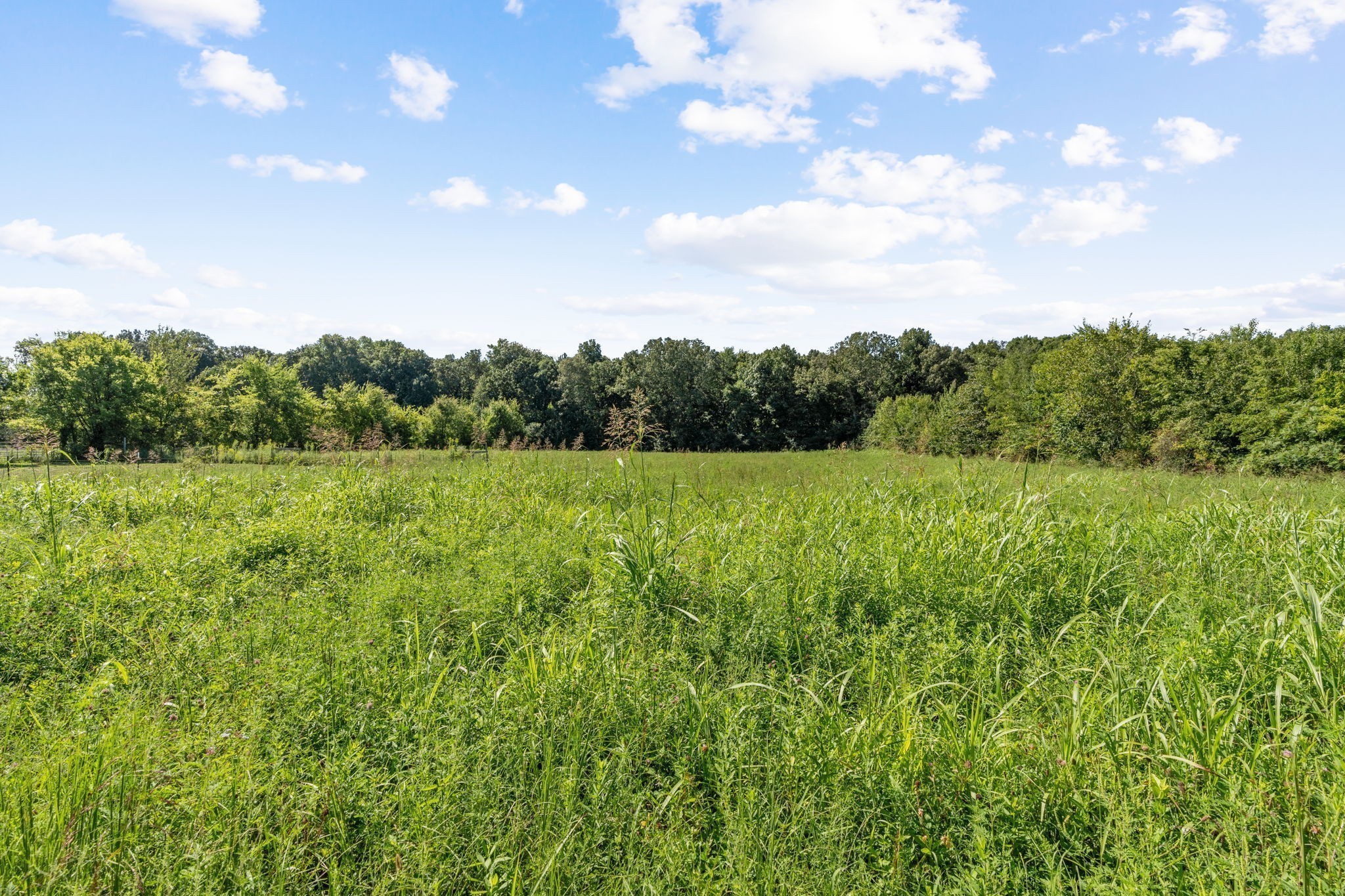 6931 Cowan Road Springfield, TN 37172 - Photo 56 of 68 a view of a green field with plants