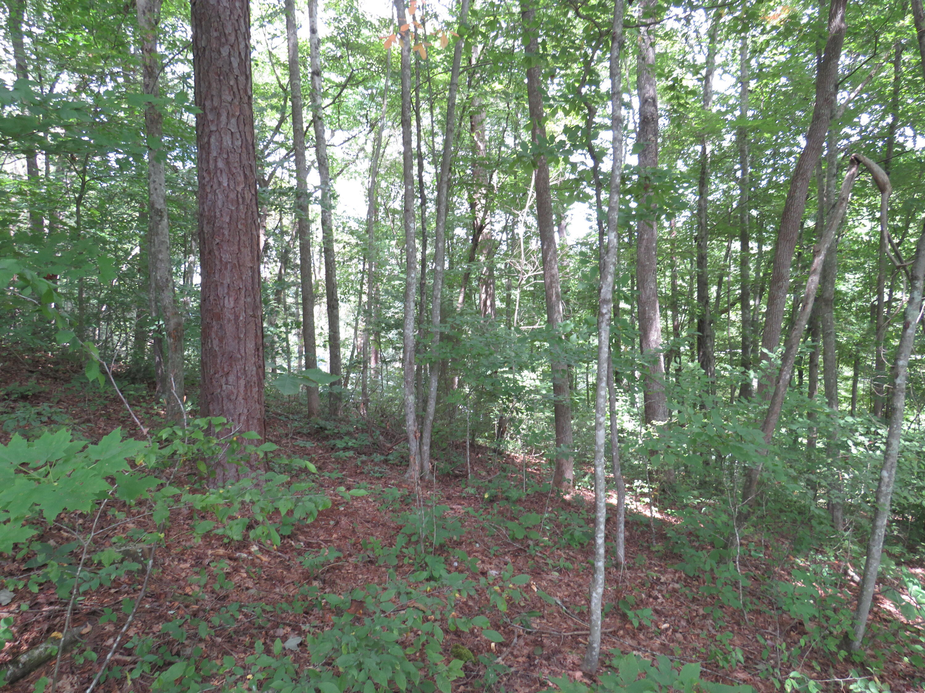 0 Chaney Ridge Road London, KY 40741 - Photo 16 of 35 IMG_4268