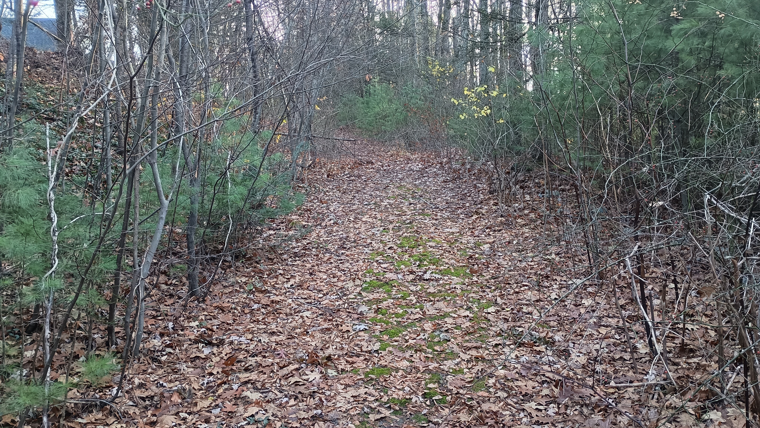 a view of a large yard with lots of green space