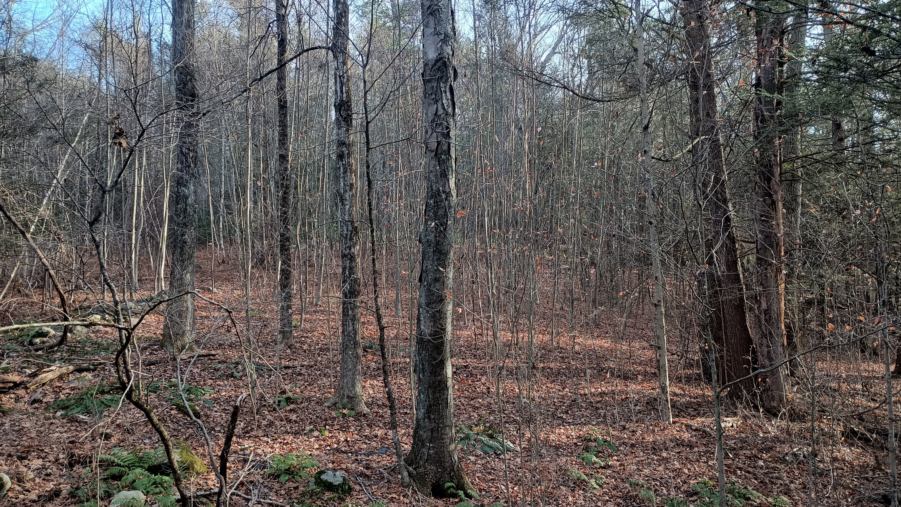 Hill Road Harwinton, CT 06791 - Photo 2 of 4 a view of a forest with lots of trees
