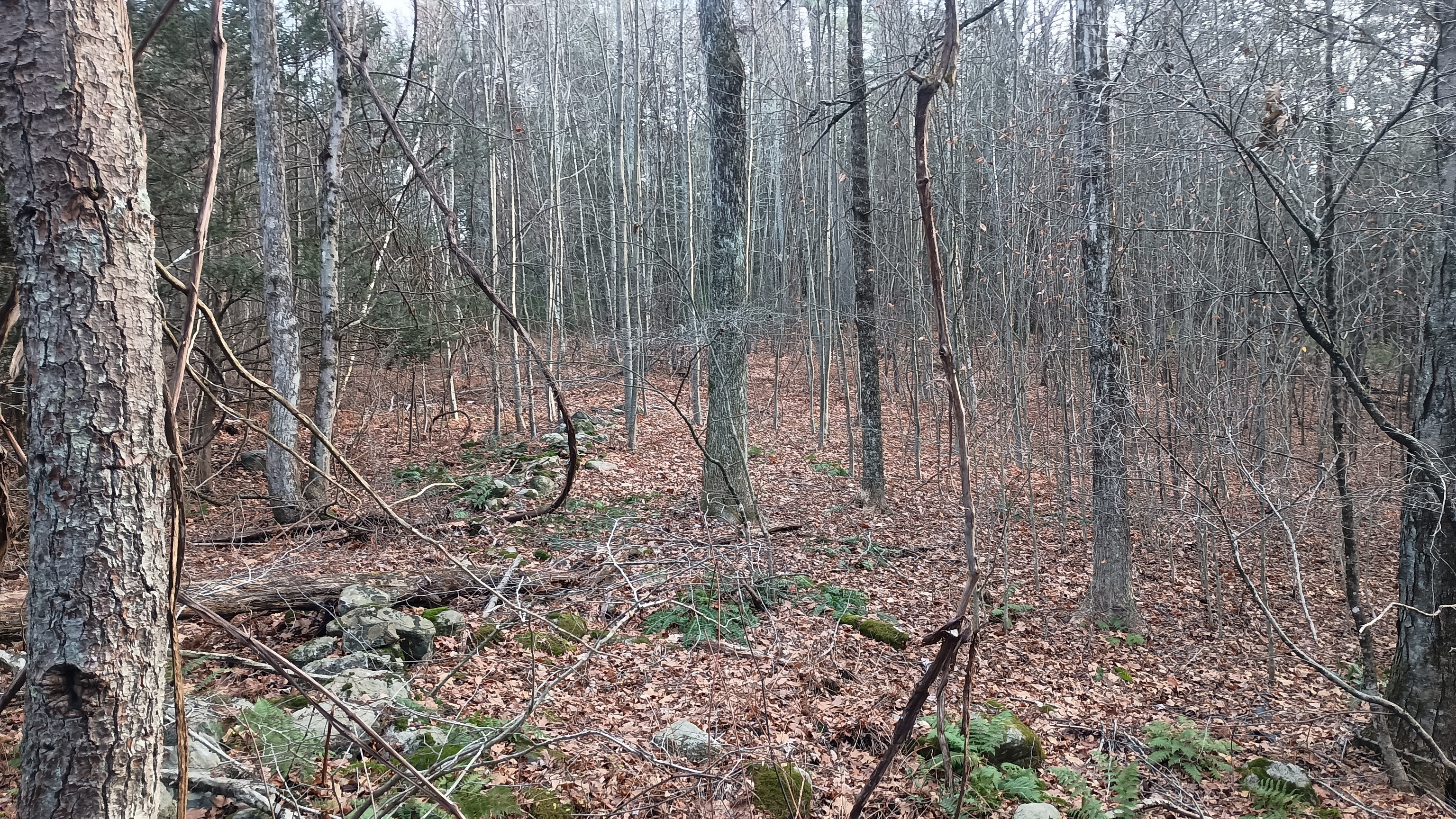 Hill Road Harwinton, CT 06791 - Photo 3 of 4 a view of a yard with lots of green space