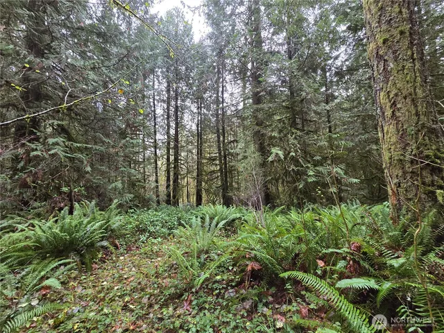 a view of a garden with plants and trees