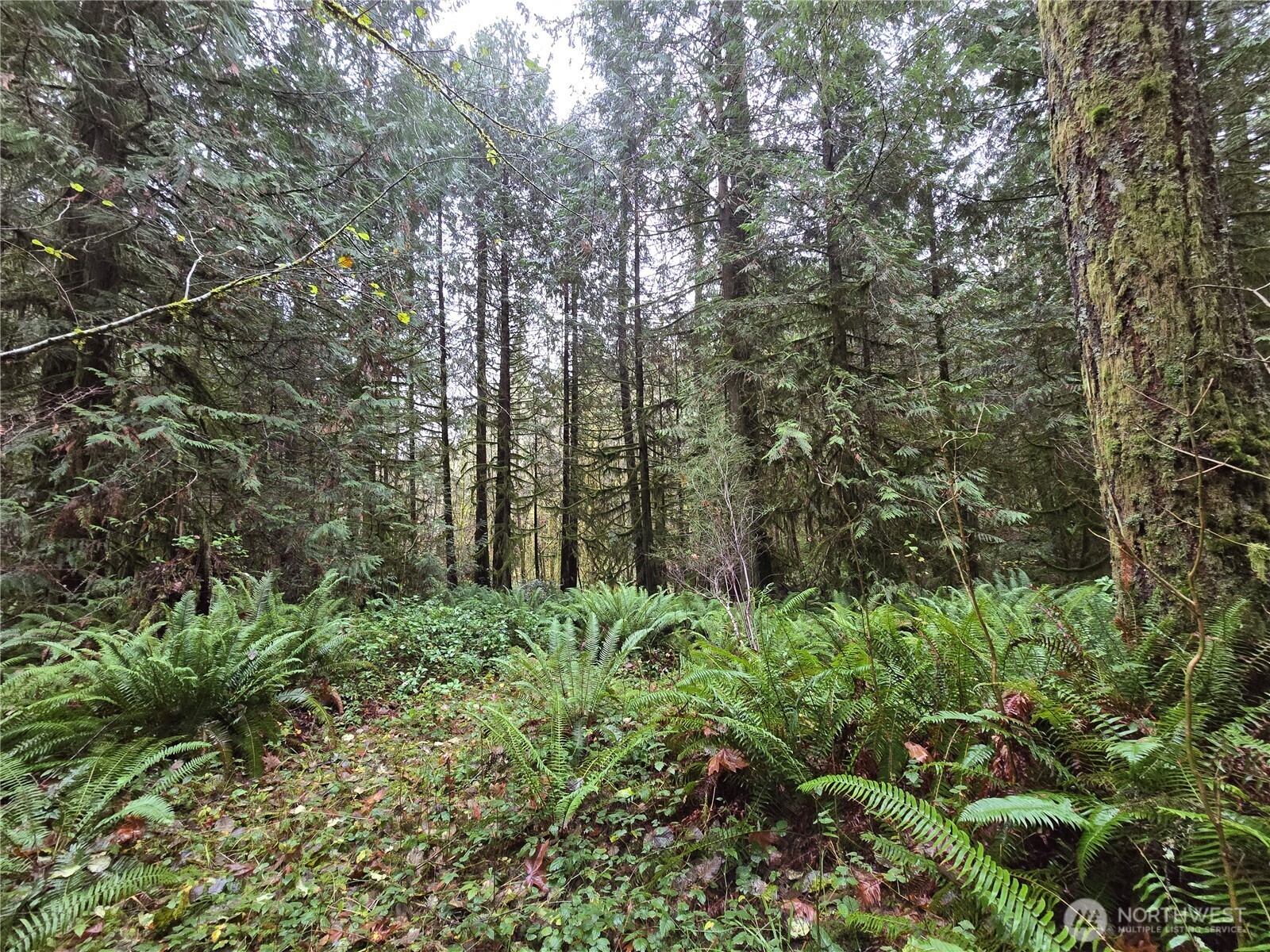 a view of a garden with plants and trees