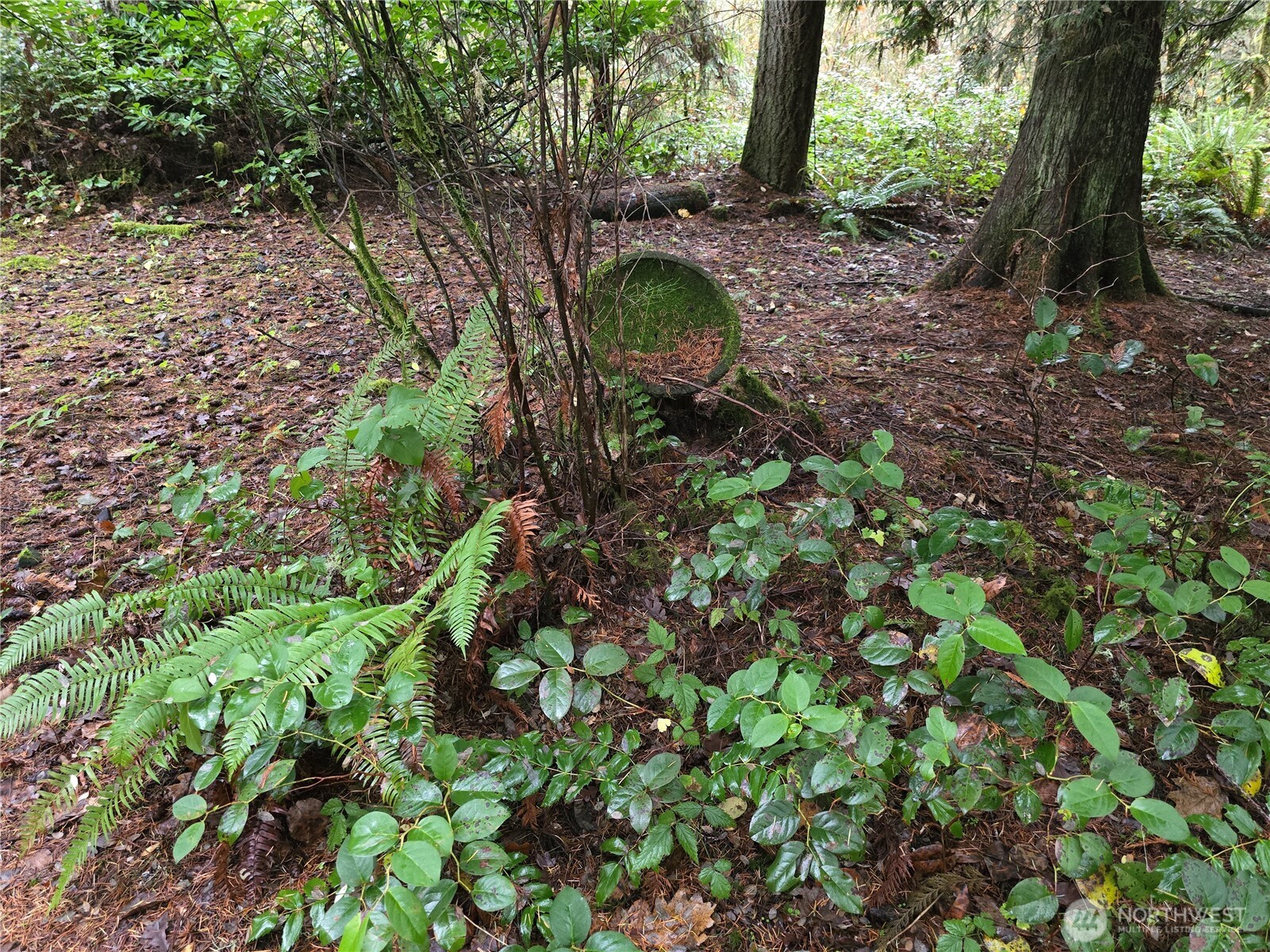 245 Cousins Road Chehalis, WA 98532 - Photo 11 of 18 a backyard of a house with lots of green space