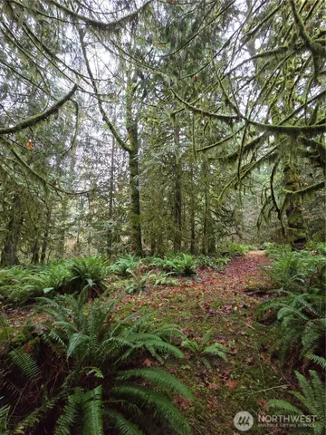 a view of a yard with plants and large trees