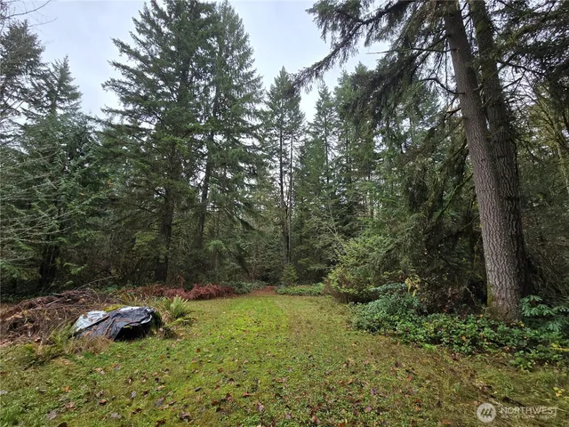 a view of a lush green forest