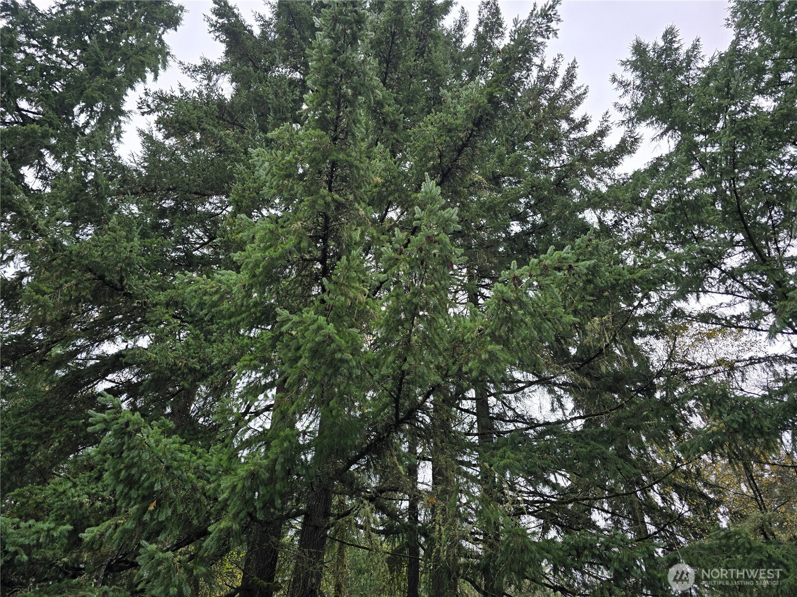 245 Cousins Road Chehalis, WA 98532 - Photo 16 of 18 a view of a tree