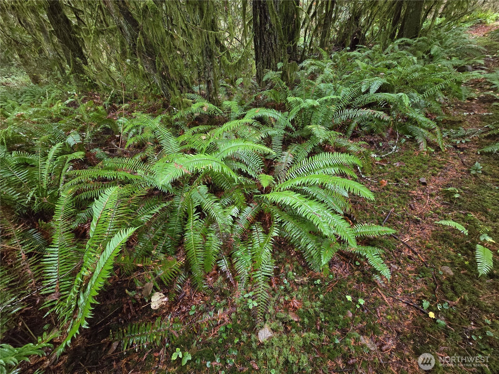 245 Cousins Road Chehalis, WA 98532 - Photo 17 of 18 a view of a garden