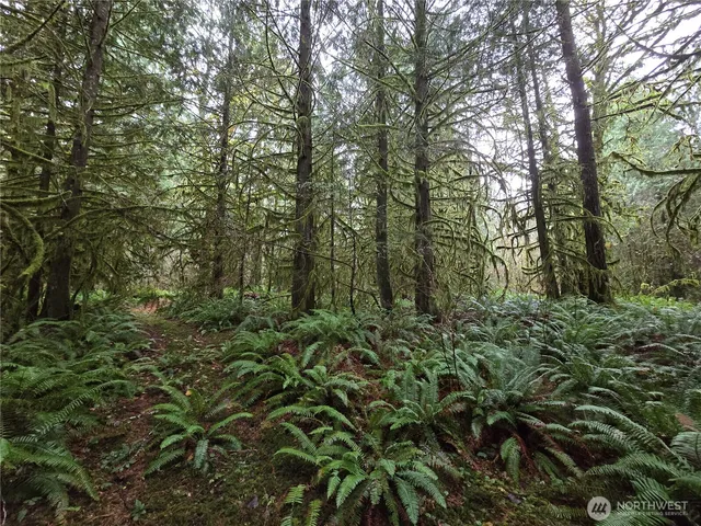 a view of a forest with lush green forest
