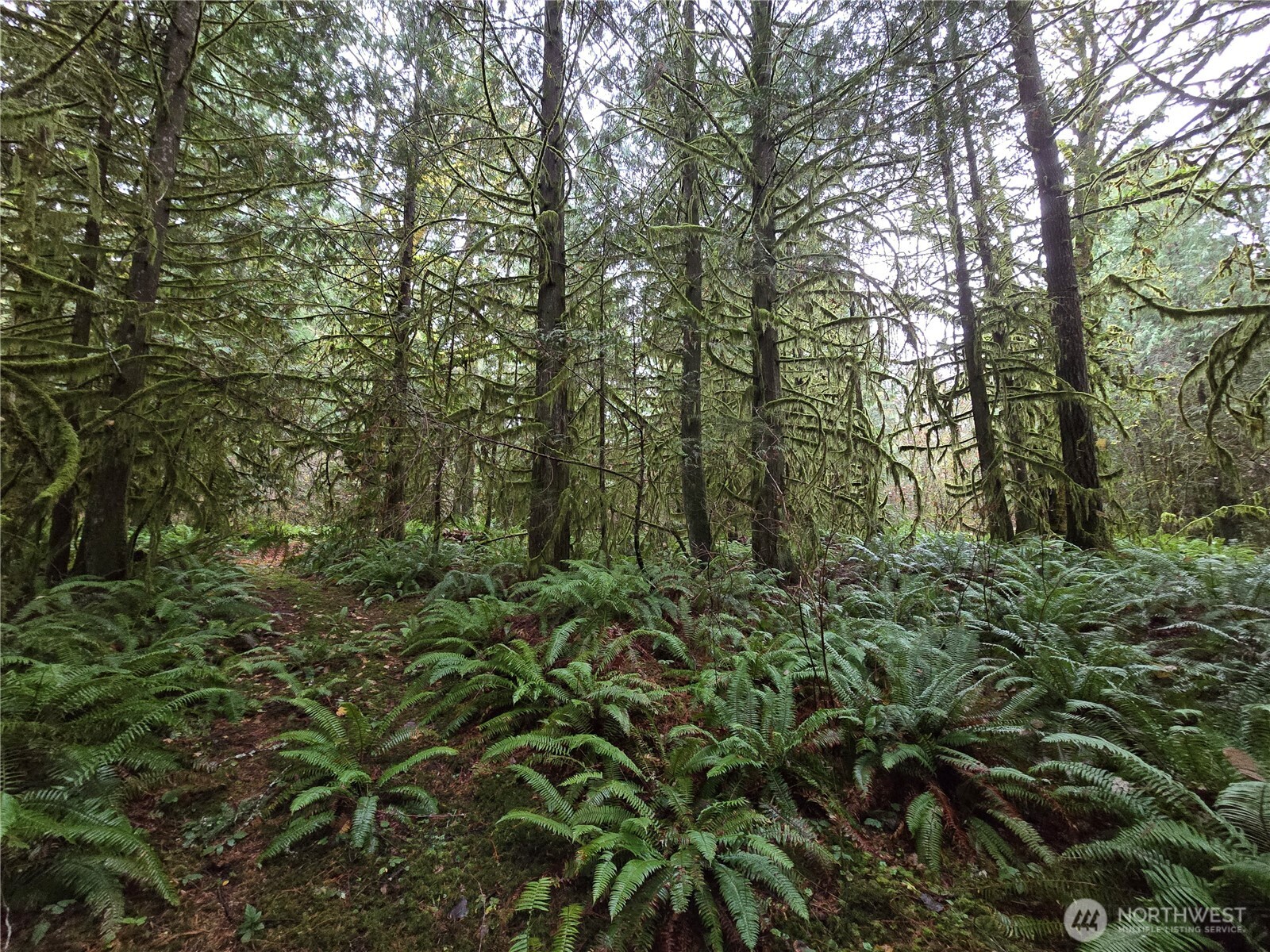 245 Cousins Road Chehalis, WA 98532 - Photo 18 of 18 a view of a forest with lush green forest