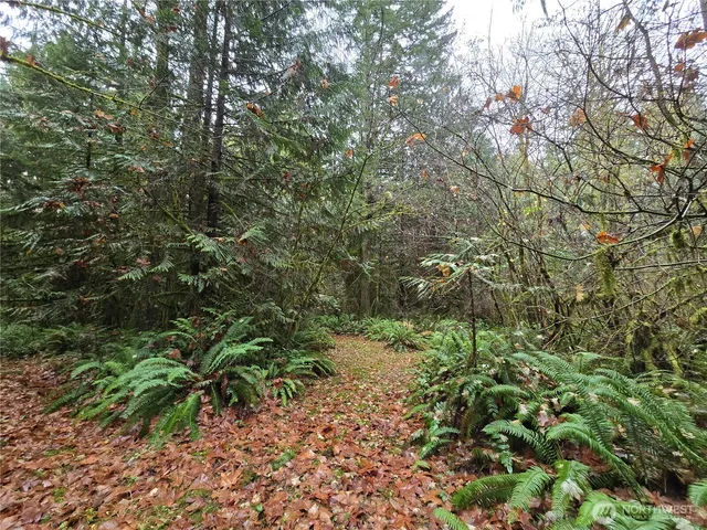 a view of a forest with a tree