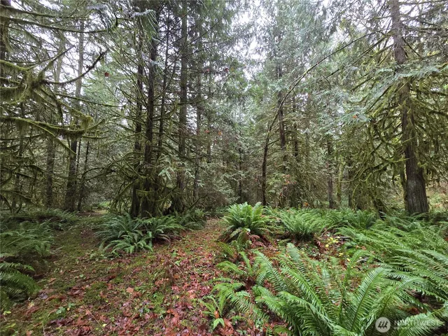 a view of a forest with trees in the background