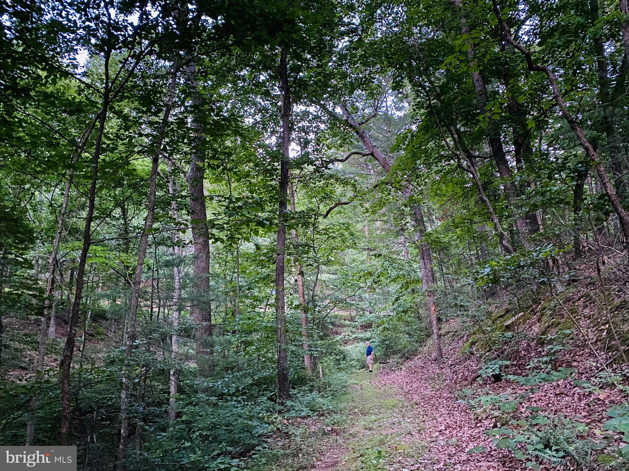 267 Susan Road Basye, VA 22842 - Photo 40 of 84 a view of a forest that has large trees