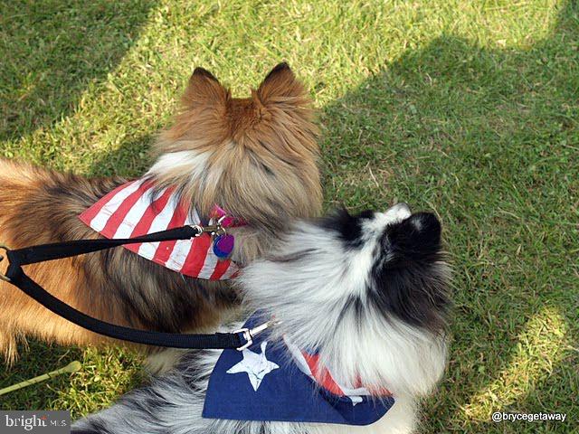 267 Susan Road Basye, VA 22842 - Photo 53 of 84 For patriotic pooches and their humans