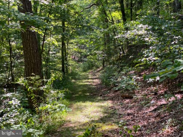 267 Susan Road Basye, VA 22842 - Photo 82 of 84 All dappled light and birdsong