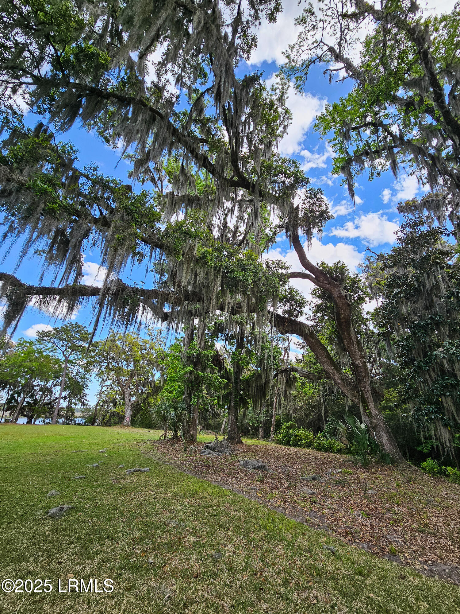 2 Wrights Point Circle Beaufort, SC 29902 - Photo 6 of 24 Lovely Trees