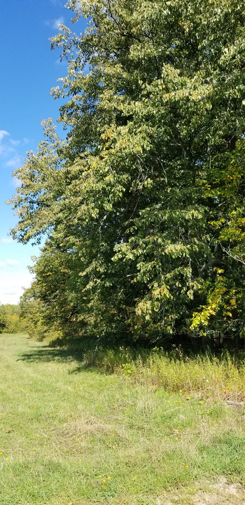 . Shee Woods Road Chateaugay, NY 12920 - Photo 5 of 14