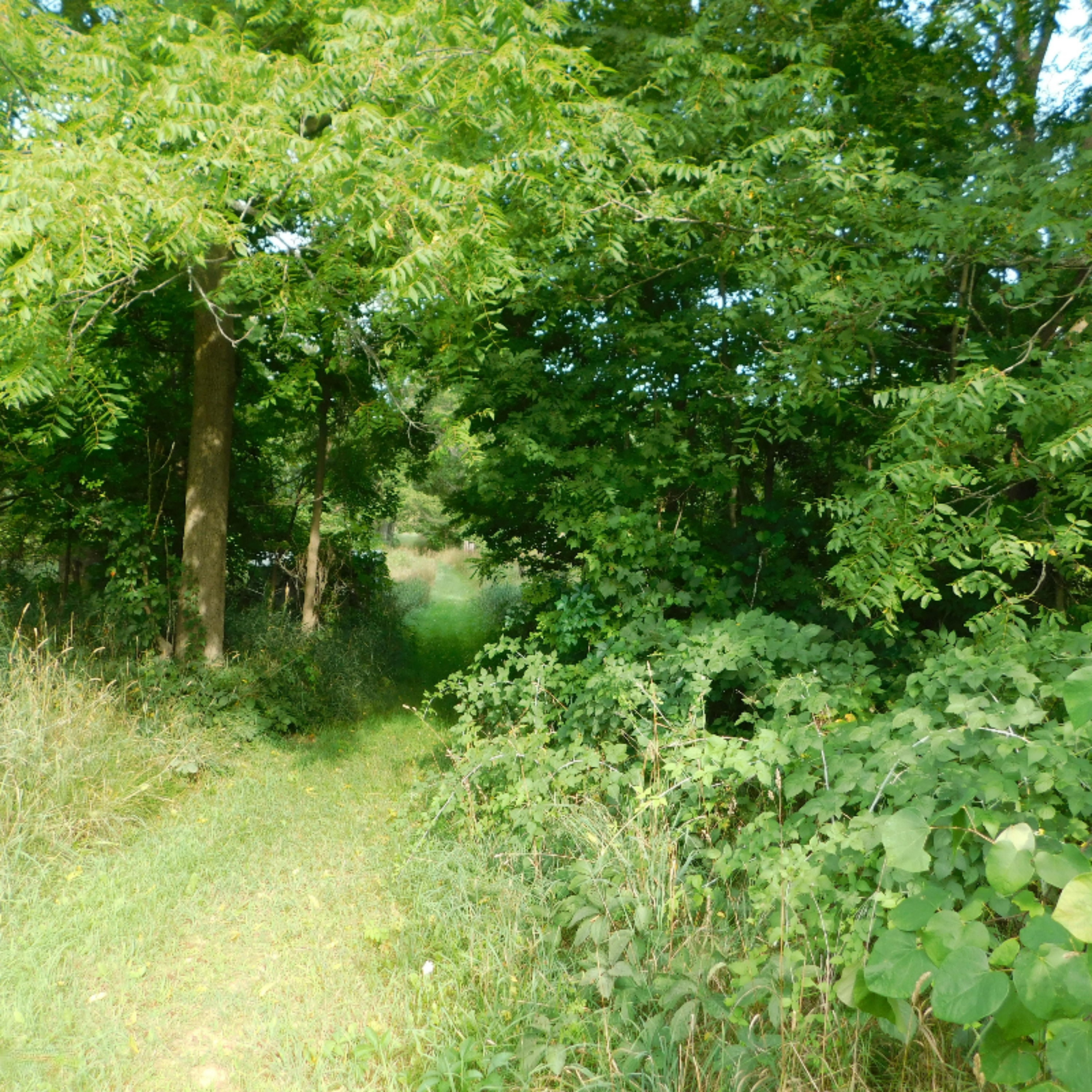 6688 West County Line Road Howard City, MI 49329 - Photo 26 of 27 DSCN1941