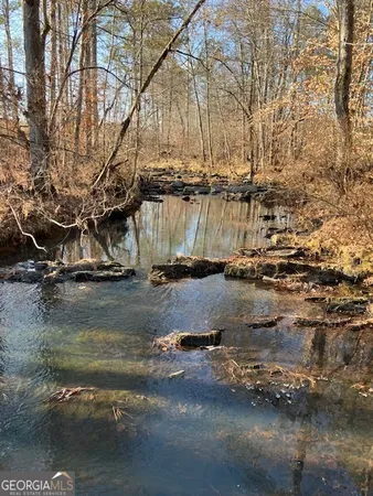 a view of a forest with trees in the background