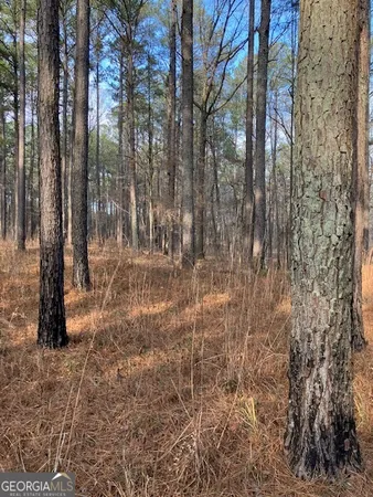 a view of large trees with a dry yard