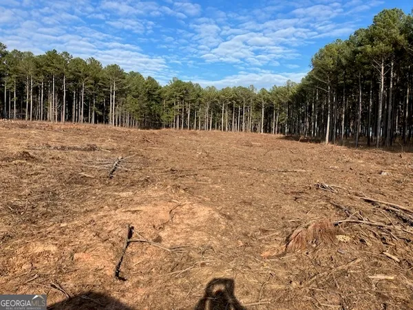 a view of a yard with trees