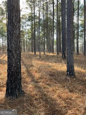 a fire hydrant in middle of the forest