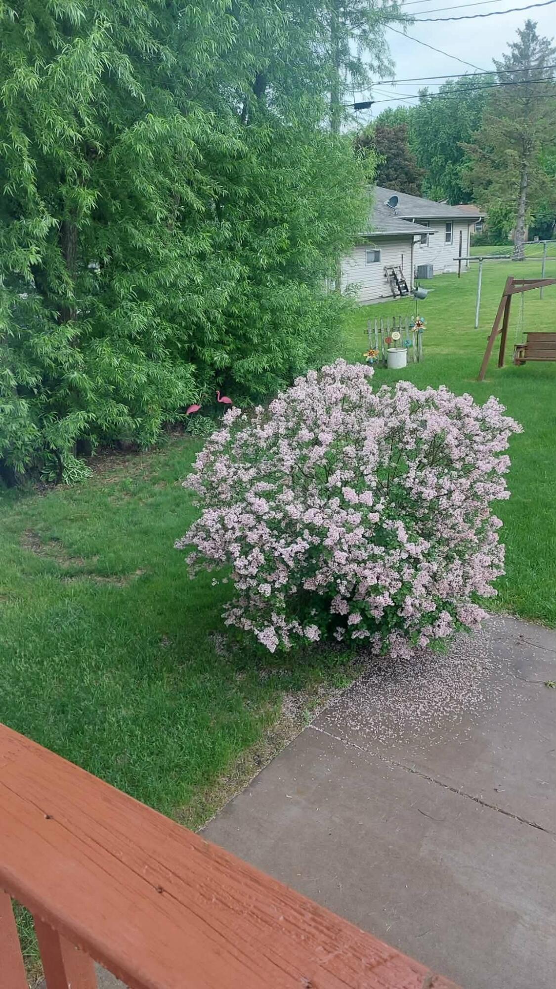 425 Church Street Holmen, WI 54636 - Photo 33 of 34 Spring colors in back yard