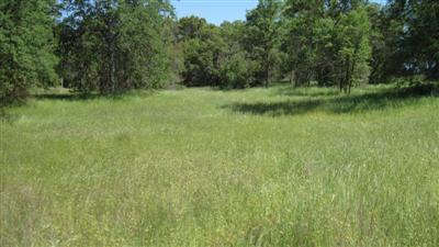 0 Burrough North Road Tollhouse, CA 93667 - Photo 9 of 16 Gallery Image 9