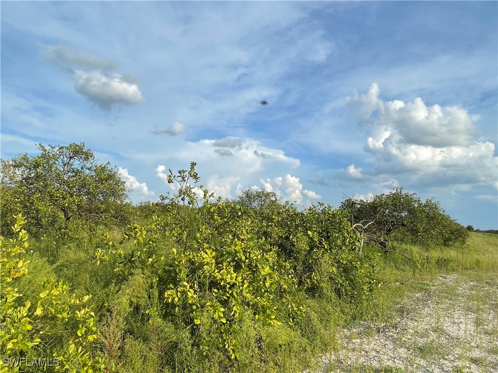 6395 7th Road LaBelle, FL 33935 - Photo 6 of 7 a view of a bunch of flowers in a yard