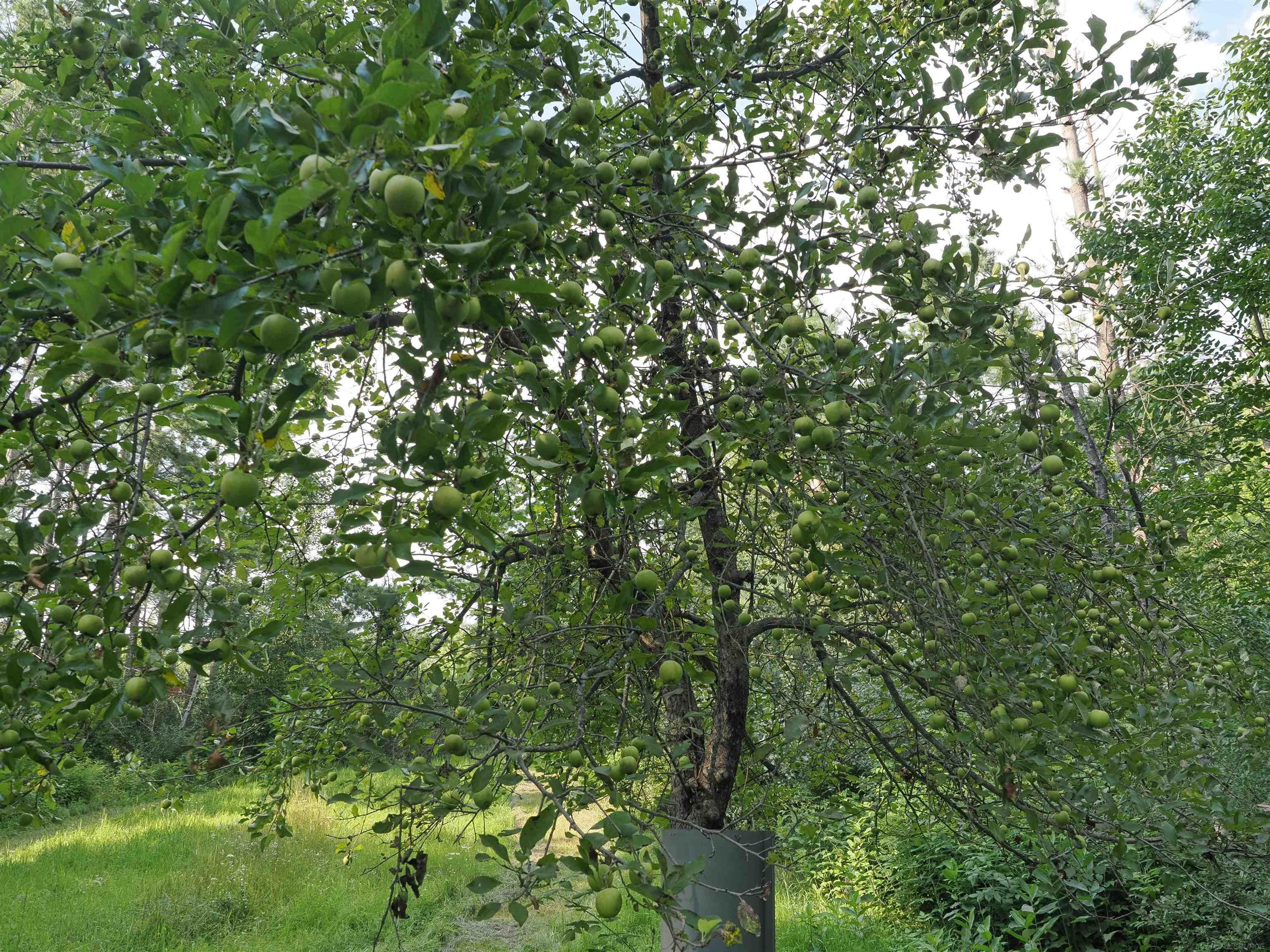Xxx Emig Road Comins, MI 48619 - Photo 14 of 63 Gallery Image 14