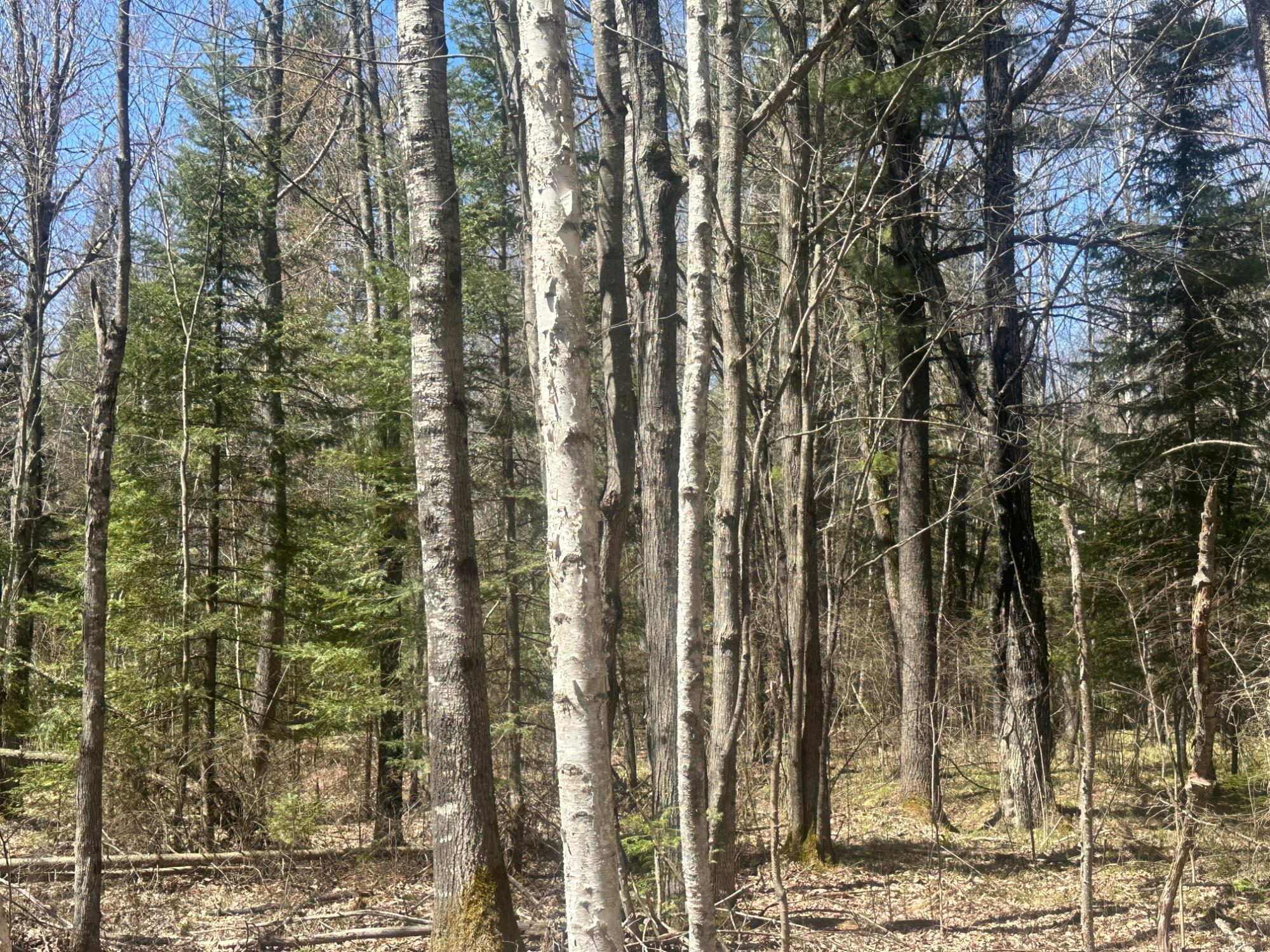 Acres On Watersmeet Lake Road, Unit 20 / Eagle River, WI 54521 - Photo 20 of 31 Gallery Image 20