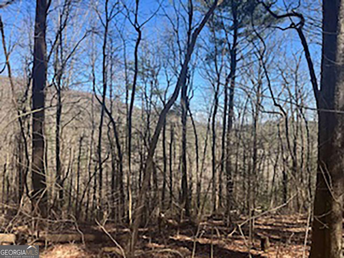 Lot 14 Butler Creek Road Cherry Log, GA 30522 - Photo 5 of 8 Gallery Image 5