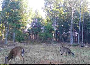 Tbd Woodville Road Lincoln, ME 04457 - Photo 8 of 13 IMG_4609