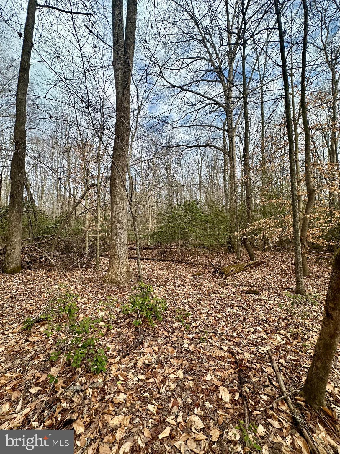 9680 Adams Willett Road Nanjemoy, MD 20662 - Photo 6 of 12